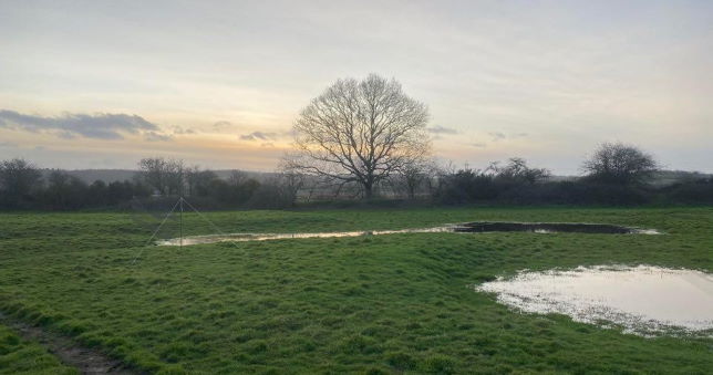Nets set in field 13, Exminster Marshes