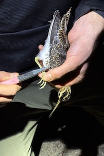 Snipe © AJ Bellamy